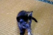 うちの猫の動画うｐしたら全国の人がコメントで病気を指摘してくれたから獣医に診せて治療中【再】