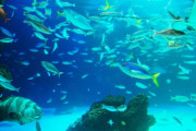 都民ワイ、田舎出身のやつの魚美味い自慢を聞く度に辟易するｗｗｗｗｗｗ