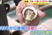 【画像】漁師「これがうちの開発した岩牡蠣の「ひめか」です！」キャスター「かわいい～」