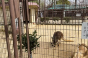 動物園に来たやで