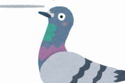 鳩に餌やる人間とかいう謎の存在