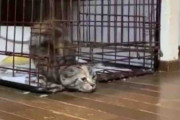 やはり猫は液体だった……！？　ケージから見事に脱出する、お見事な溶けっぷりの猫ちゃんが目撃される