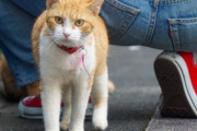 【画像】街のアイドル猫と猫を手懐ける名人