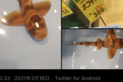 【画像】生きたネコザメさん、スーパーで300円で販売中ｗｗｗｗｗｗｗ