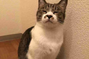 カメラを向けると変顔になっちゃう猫、その絶妙すぎる表情がこちらｗｗｗ