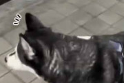 イヌが店の前を通りかかる。自動ドアの中に猫がいる？ → 犬はこうなった…