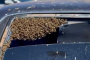 買い物中、15000匹もの蜂の大群に車を占拠されてしまう珍事件が発生（アメリカ）
