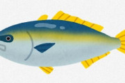 【ワロタｗ】 米医学界「日本でコロナが広まらないのはブリを食ってるからと判明　急いでブリを食え」