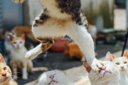 猫、跳ぶ。