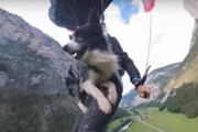 ボーダー・コリーが飼い主さんと一緒に2000フィート（約609メートル）以上の崖からダイブを体験！