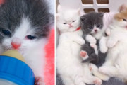 哺乳瓶より小さな子猫が、そこにいるだけで愛らしい