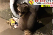 【🦝】 アライグマによる被害が都内で深刻化　農産物・鶏・絶滅危惧種などに被害