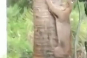 【動画】リスさん、超越した瞬発力で難を逃れる