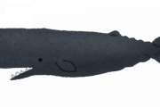 【速報】東京湾にもクジラ出現。