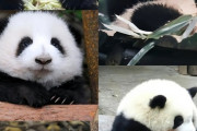 こんなにかわいいパンダ、日本人はいらないとのことw  [12/22]