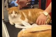 【動画】ネッコ、スーパーで働いてしまうｗｗｗｗｗｗｗｗｗｗｗｗ