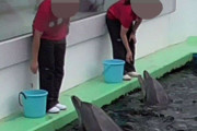 水族館の“イルカショー”に動物愛護団体が危惧「生け捕りの時点で虐待は始まっている」