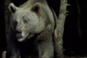 【動画】カメラのフラッシュに怯えるクマさんｗｗｗ
