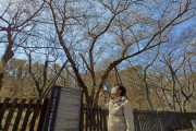 【韓国研究者】 奪われた名前「王桜」…王桜とソメイヨシノ、済州にはどちらも自生