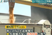 韓国さん「安倍はトウモロコシと引き換えに何を要求したんだ？韓国によくないことでなければいいけど」