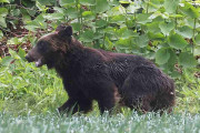 町でヒグマに襲われた男性「一撃で右肋骨が6本折れ、右肺に穴」背中80針縫っても「治療費は自己負担、見舞金もなし」【被害画像あり】