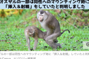 【悲報】オスザル、同性へのマウンティング時に「肛門に挿入＆射●」していた