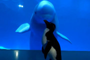 ペンギンが水族館の見学にやってきた！見学される側のベルーガも仲間の来訪に興味津々！