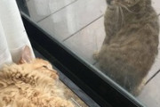 ガラス越しに野良猫きたああああああ → 猫の格差社会が悲しい・・・（※画像あり）