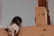 うちのネコが梁の上にいた。そこから降りるにはどうするの？ → 猫、ミッション:インポッシブルです…