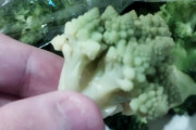 【画像】「ロマネスコ」とかいうクッソキモい形してるのに旨い野菜買ったきたぞ