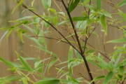 【名古屋】120年に一度の花「咲いた」…明治以来の開花で住民騒然