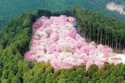 海外「ゲームの世界か！」奈良県にある高見の郷のしだれ桜を見た海外の反応