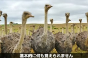 【悲報】ダチョウさん、あまりにもアホ過ぎる…