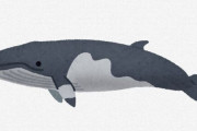 【悲報】捕鯨は日本の文化なのに、せっかく復活させても若者がクジラ肉を食べてくれない