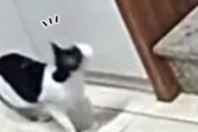ネコが階段の下にいた。おじいさんが降りてくる → 猫はこうする…