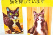 YouTuber、飼い猫「行方不明」はウソ？「探してます」呼びかけも発見済で非難殺到