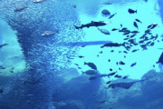 【画像】ワイが行った水族館を紹介する