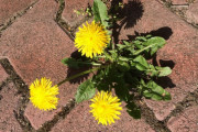 コンクリの割れ目からタンポポが生えてるの見てさぁ