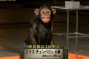 外国人「日本がチンパンジーにSASUKEをクリアさせてる…」