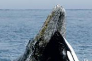 【閲覧注意】クジラの腹、キモすぎる