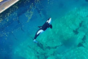 閉鎖された水族館に取り残されたシャチとイルカ、その行く末は？（フランス）