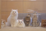 30回再生余裕。ただただかわいい、個性豊かな7匹の猫たちの見えない壁に対する反応