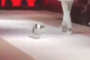 【動画】猫がファッションショーに乱入した結果ｗｗｗｗｗｗｗ