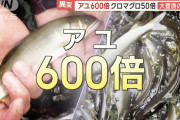【朗報】アユ600倍、マグロ50倍の大豊漁！関係者「豊漁すぎて困るレベル」