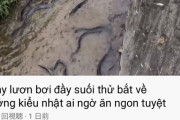 【暴走】ベトナム人YouTuber、川に落ちてた鰻を無許可で大量に捕獲してしまう…