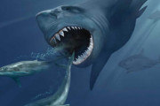 巨大サメ「メガロドン」、絶滅させたのはイルカ族のシャチだった