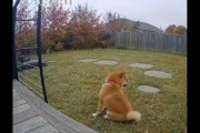 【動画】柴犬、熊に捕食される