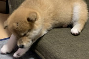 【画像】うちの柴の子犬がお気に入りの場所がこちら…安心しきってますねwww
