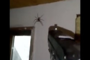 【動画】自宅に現れた大きな蜘蛛を拳銃で退治してみた。
