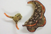 【衝撃】ウミウシさん、頭と胴体を自ら切断→頭から胴体を再生できるヤバい生物だった